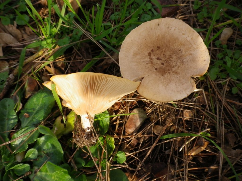 fungo da identificare 4